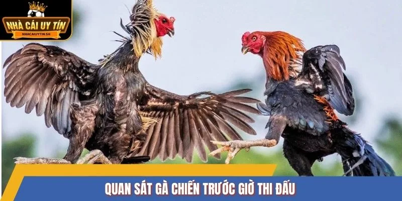 Quan sát gà chiến trước giờ thi đấu
